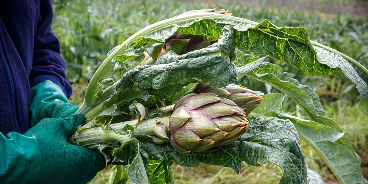 Carciofi, quotazioni al rialzo per queste festività